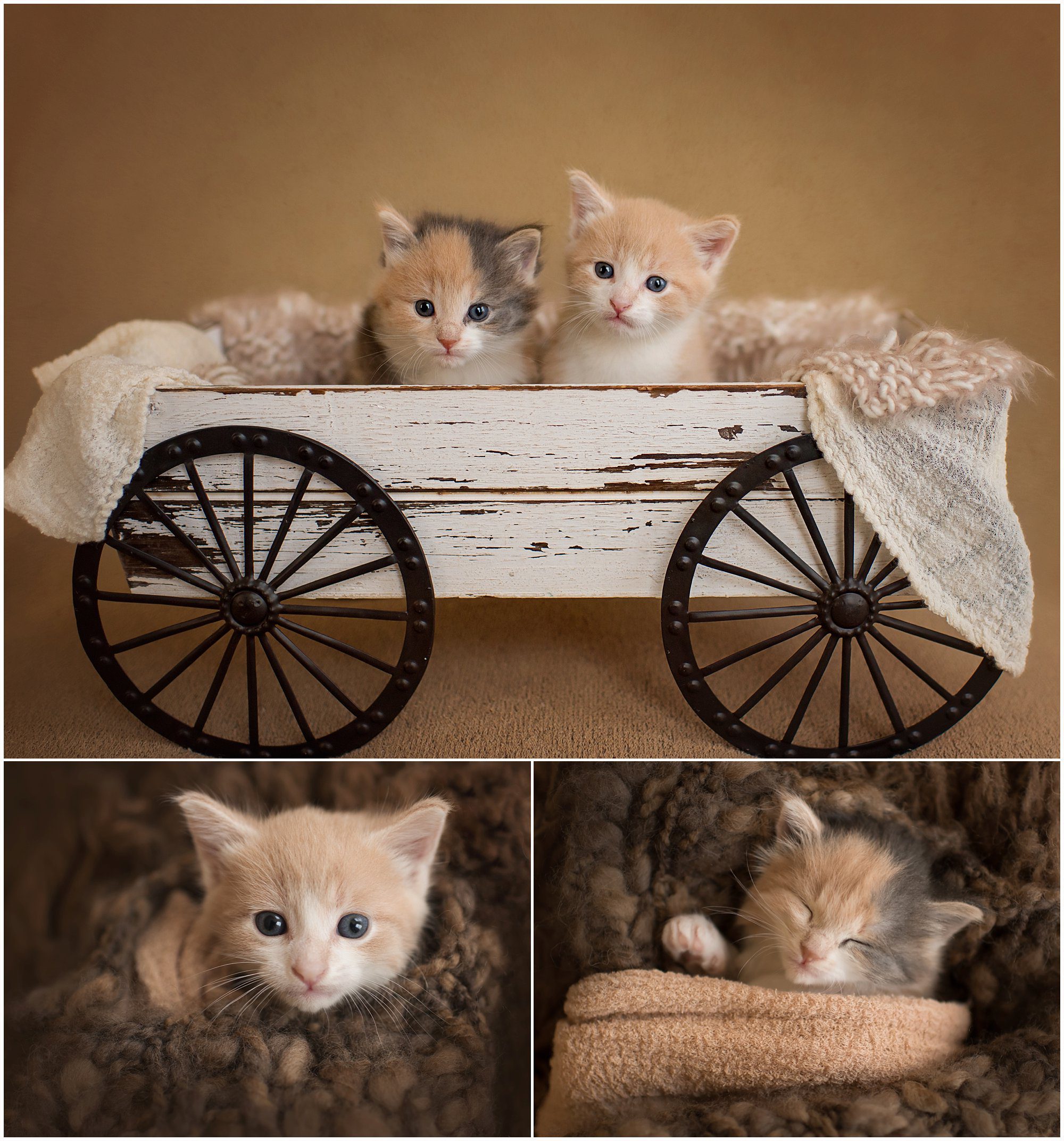 Kittens (1 of 9)_WEB.jpg